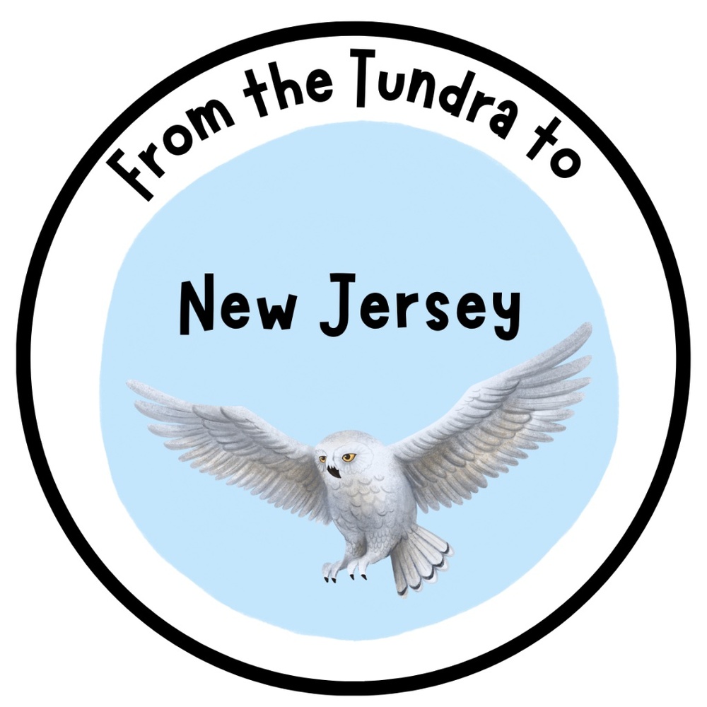 Snowy Owl ~ 3"STICKER ~ Bundle ANY 3 for $10